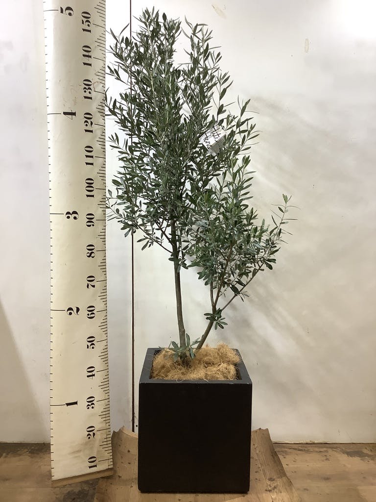 観葉植物 オリーブ 8号 創樹 ベータ キューブプランター 黒 付き