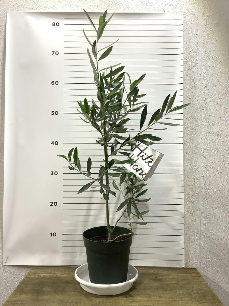 観葉植物 オリーブ 6号 チプレッシーノ プラスチック鉢 | 観葉植物なら
