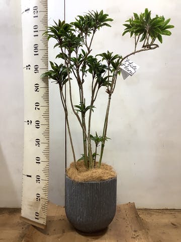 観葉植物 ドラセナ パープルコンパクタ 8号 カルディナダークグレイ 付き