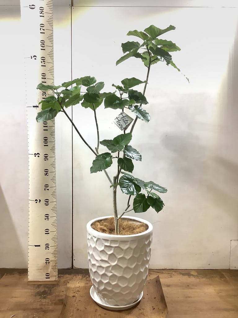 フィカス・ウンベラータ S-shaped tree form 8号 - 観葉植物