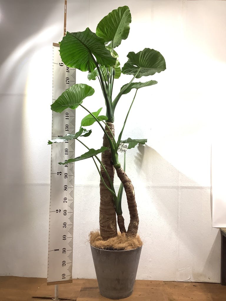 クワズイモ 8号 | 観葉植物通販HitoHana(ひとはな)