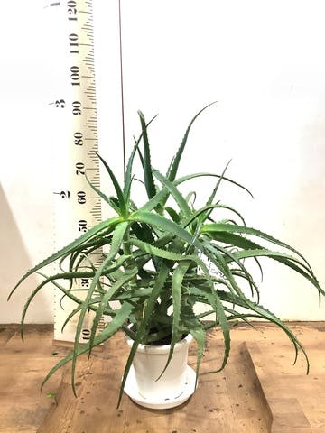 観葉植物 キダチアロエ 8号プラスチック鉢
