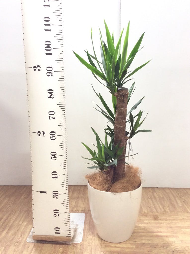観葉植物 ユッカ 8号 ノーマル プラスチック鉢 | 観葉植物ならHitoHana