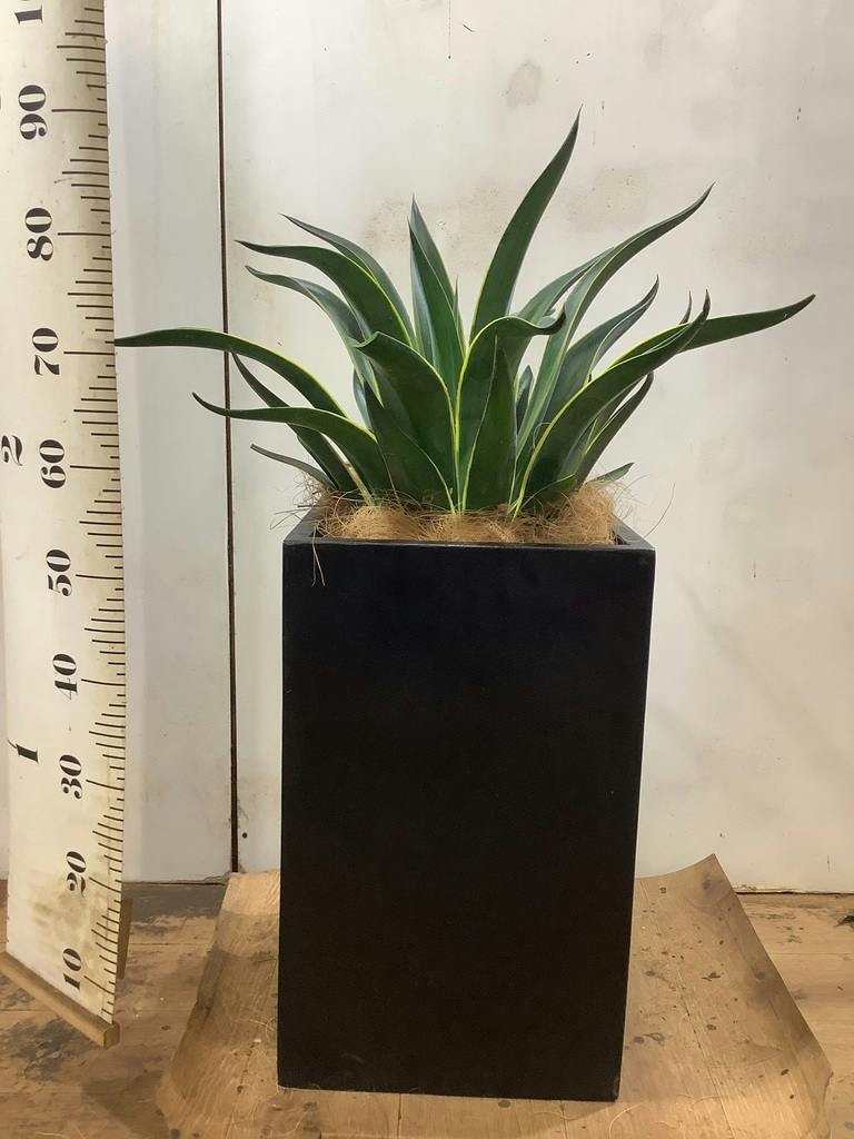アガベ | 観葉植物の通販ならHitoHana（ひとはな）