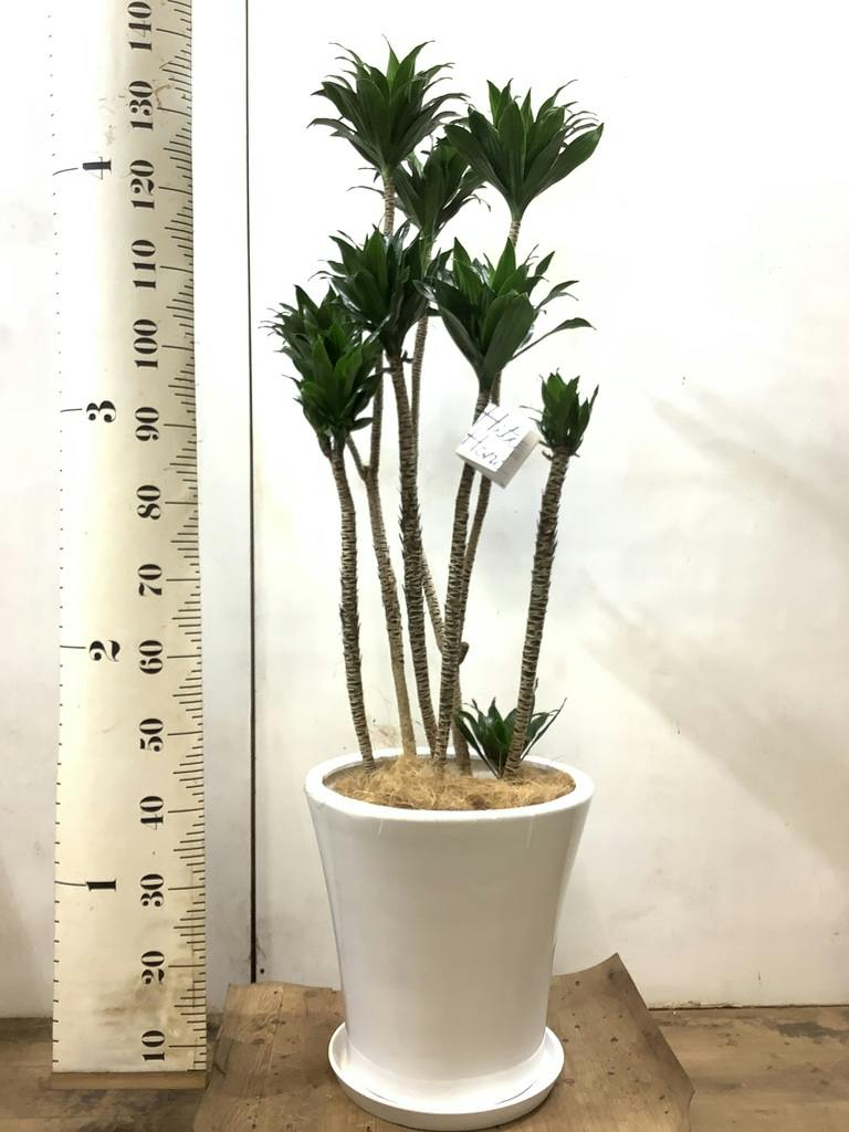 観葉植物 ドラセナ コンパクター 10号 プラスチック鉢 | 観葉植物なら