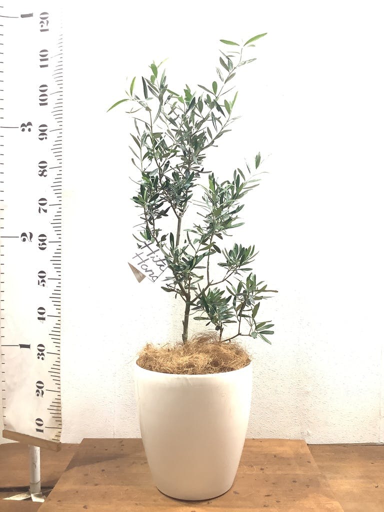 品質満点 40 オリーブの木 シプレッシーノ 植物 観葉植物