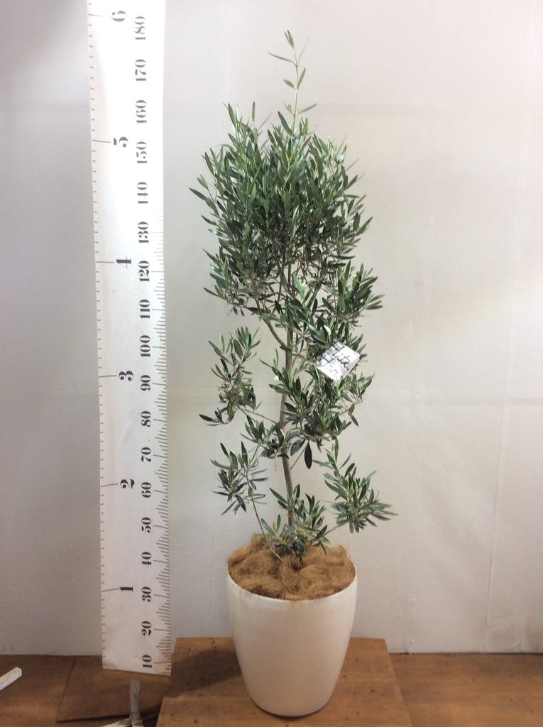 観葉植物 オリーブ 10号 チプレッシーノ プラスチック鉢 | 観葉植物