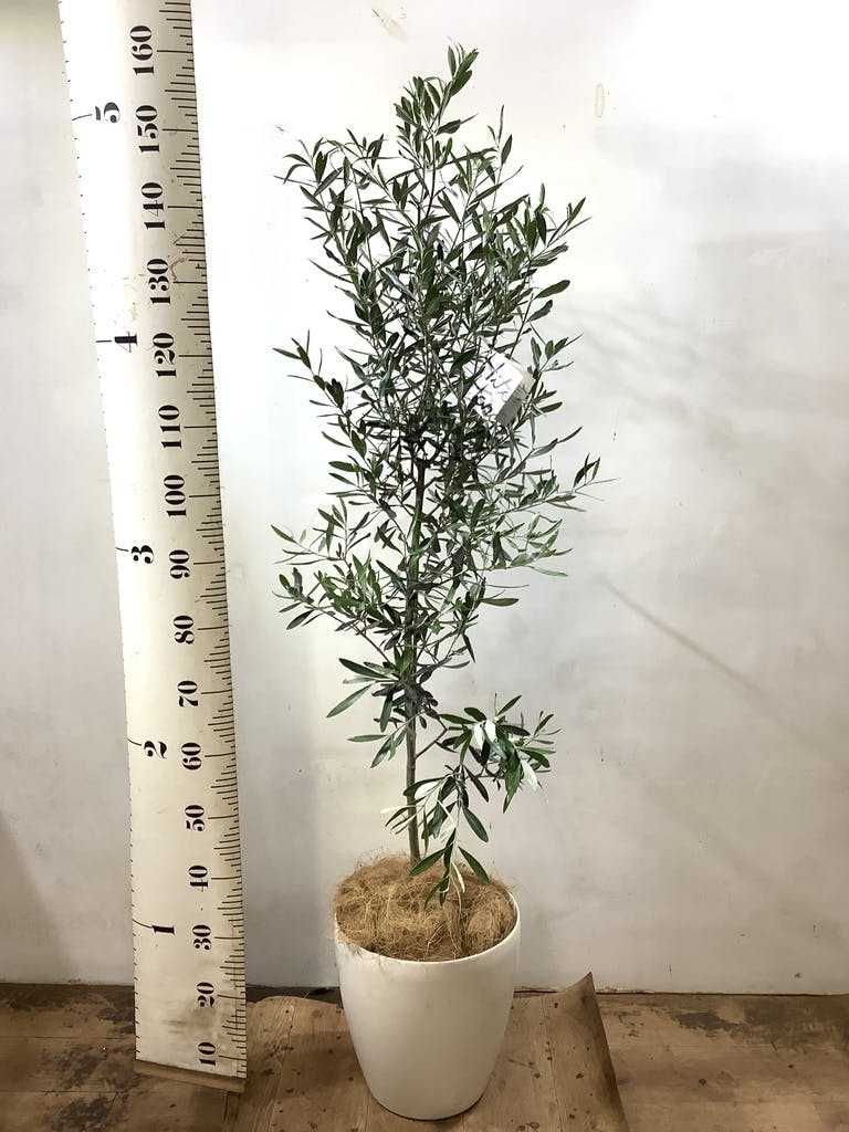 観葉植物 オリーブ 8号 チプレッシーノ ラスターポット 付き | 観葉