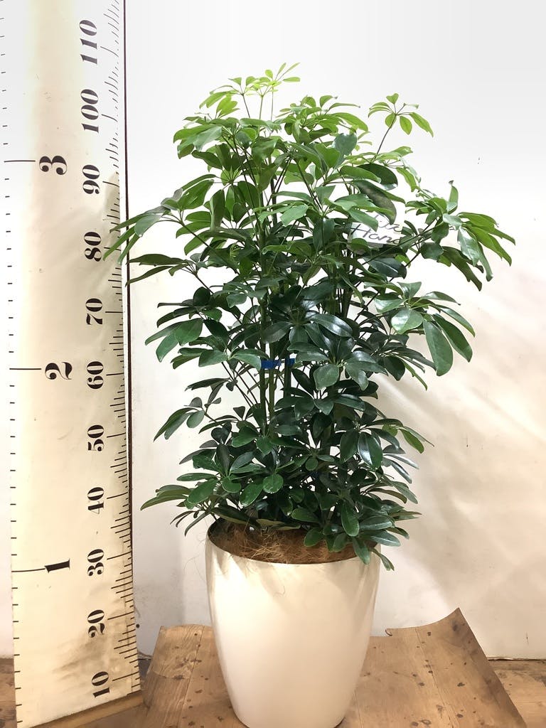 観葉植物 シェフレラ（カポック） 8号 ノーマル プラスチック鉢 | 観葉