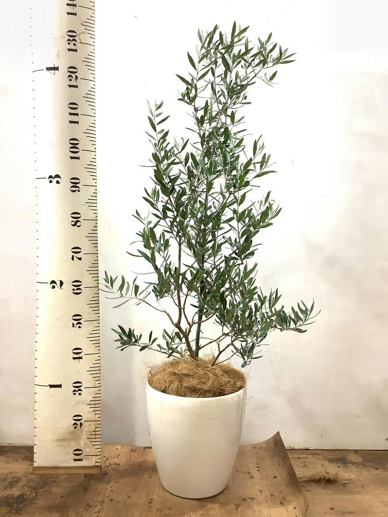 観葉植物 オリーブ 8号 チプレッシーノ ラスターポット 付き | 観葉