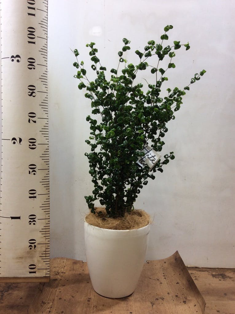 観葉植物 フィカス ベンジャミン 7号 バロック プラスチック鉢 | 観葉