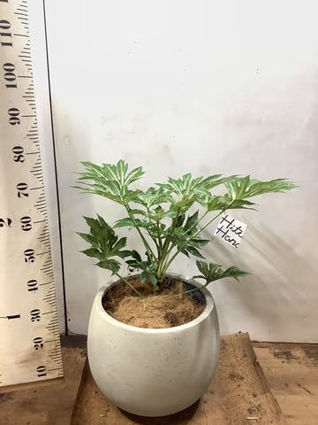 観葉植物 ヤツデ 7号 テラニアス ローバルーン アンティークホワイト 付き