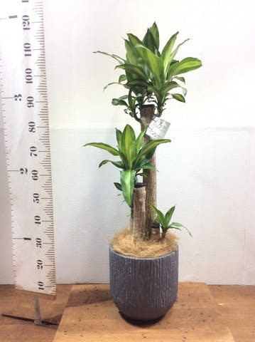 観葉植物 ドラセナ 幸福の木 8号 ノーマル カルディナダークグレイ 付き