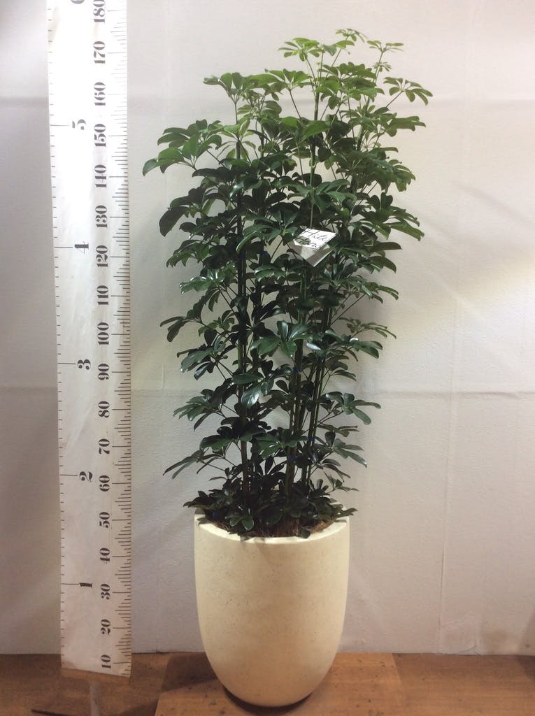 観葉植物 カポック（シェフレラ） 【170cm】 10号 グリーンブレイズ