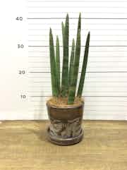 観葉植物 サンスベリア スタッキー4号 ハレー ブロンズ 付き 観葉植物ならhitohana ひとはな 観葉植物 サンスベリア スタッキー4号 ハレー ブロンズ 付き 観葉植物ならhitohana ひとはな