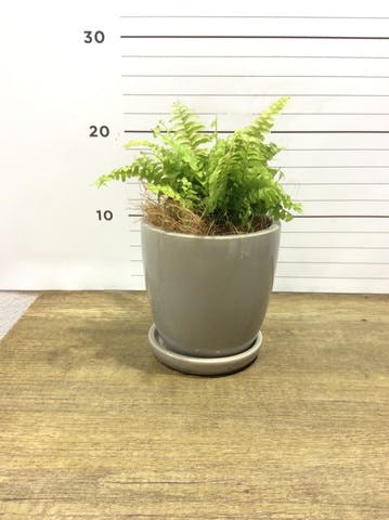 観葉植物 ネフロレピス 3.5号 アステア トール ライトグレー 付き