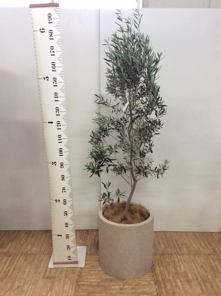 オリーブの木　タラスコア　10号　180cm　K-74　一点物　希少品種　観葉 olive-887_1.jpg?1639530657