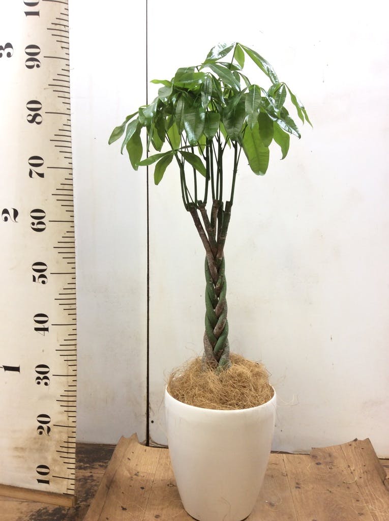 大きめパキラ ダブルヘッド 変わった樹形 pachira-467_1.jpg?1543597023