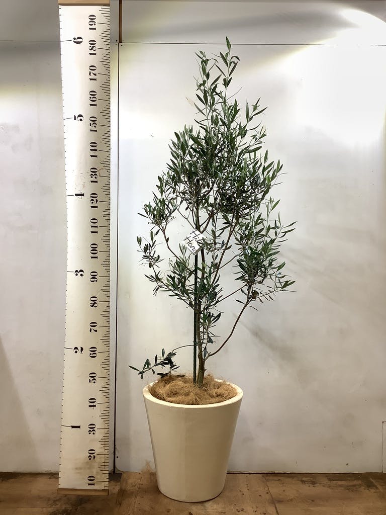 観葉植物 オリーブの木 10号 チプレッシーノ キューブ ラテルストーン
