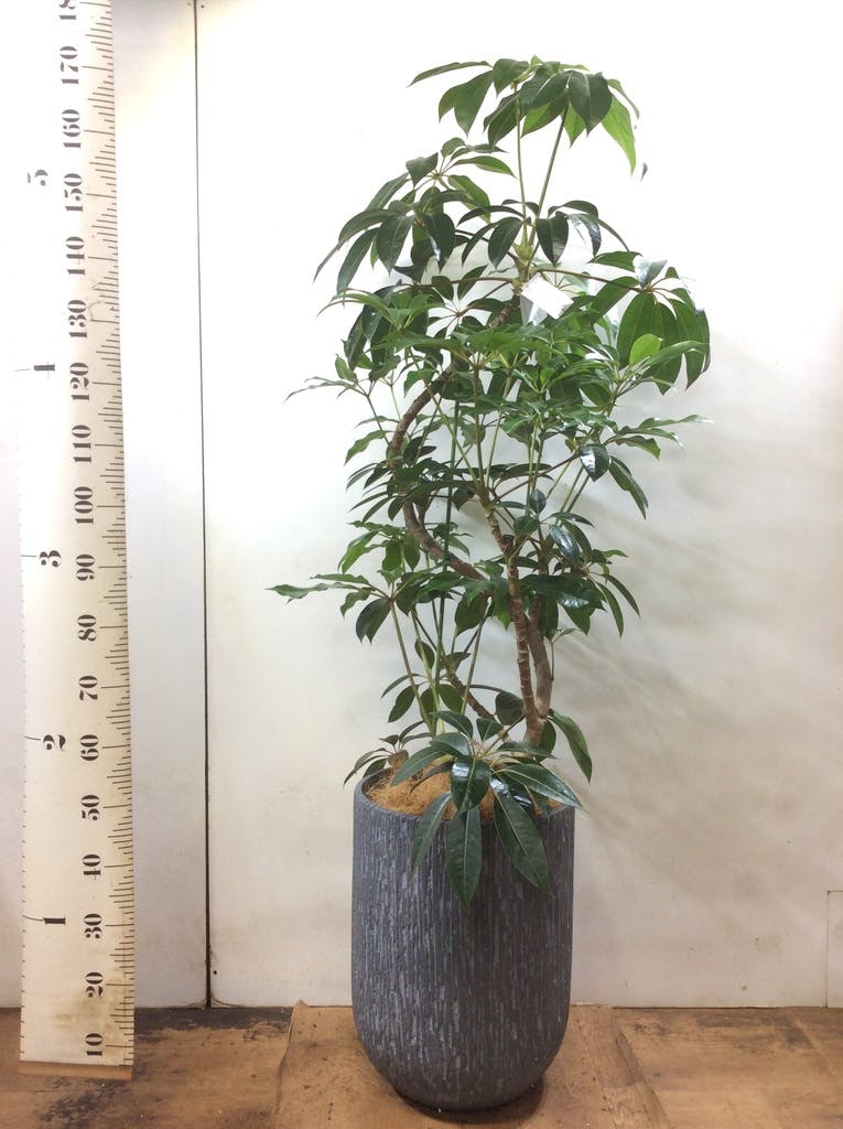 ツピダンサス 10号 | 観葉植物通販HitoHana(ひとはな)