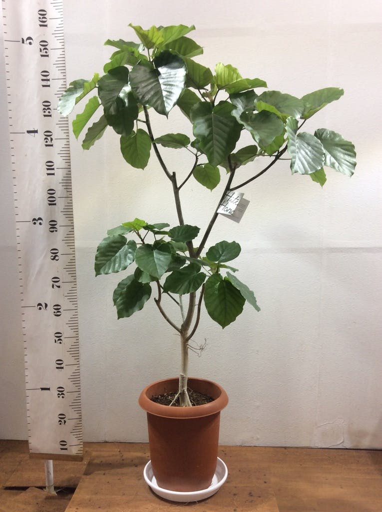 観葉植物 フィカス ウンベラータ 10号 ノーマル プラスチック鉢 | 観葉