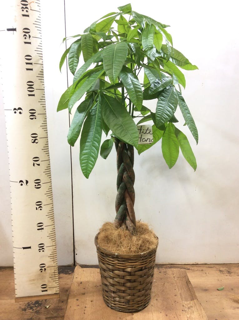 観葉植物 パキラ 8号 ねじり 竹バスケット 付き | 観葉植物なら