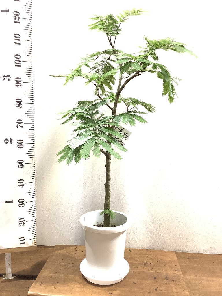観葉植物 エバーフレッシュ 8号 ボサ造り ホルスト シリンダー