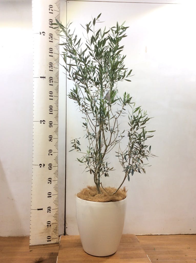 観葉植物 オリーブの木 10号 チプレッシーノ キューブ ラテルストーン