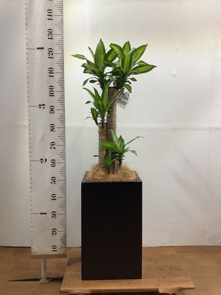 観葉植物 ドラセナ 幸福の木 8号 ノーマル セドナロング 墨 付き