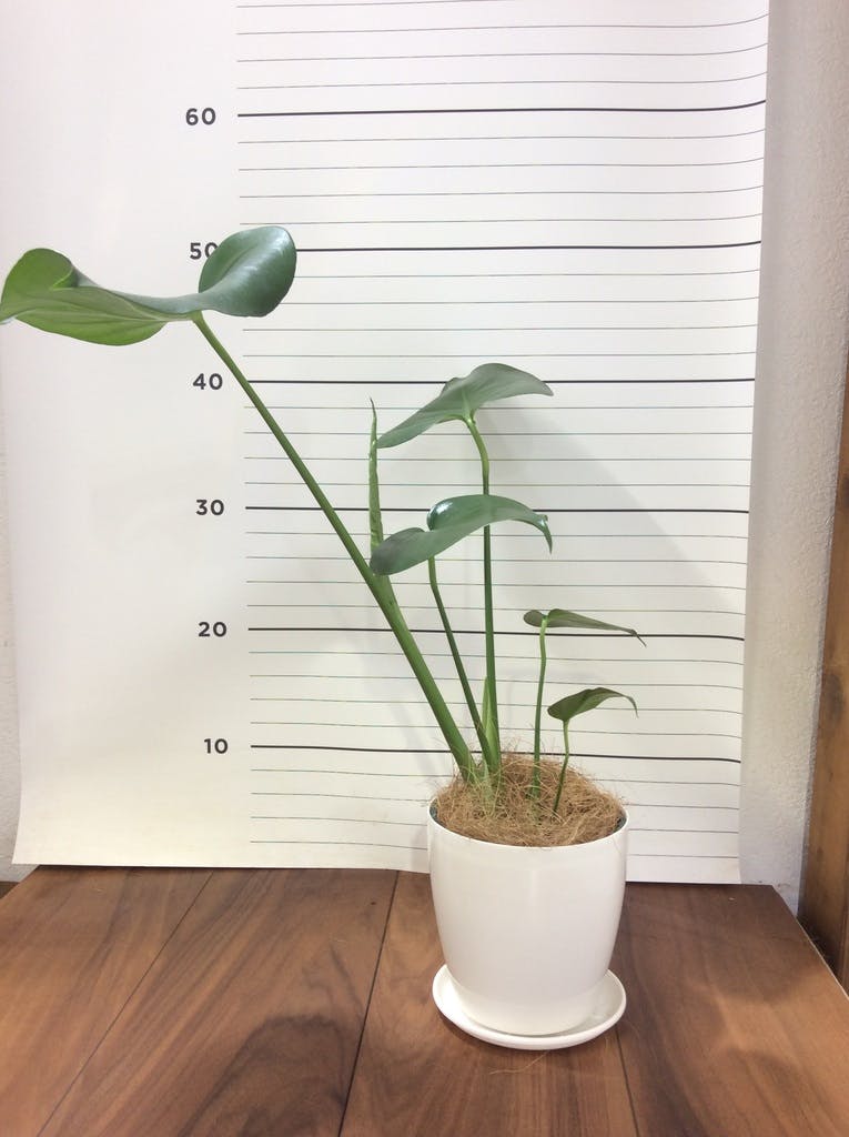 観葉植物 モンステラ 4号 ボサ造り プラスチック鉢 | 観葉植物なら