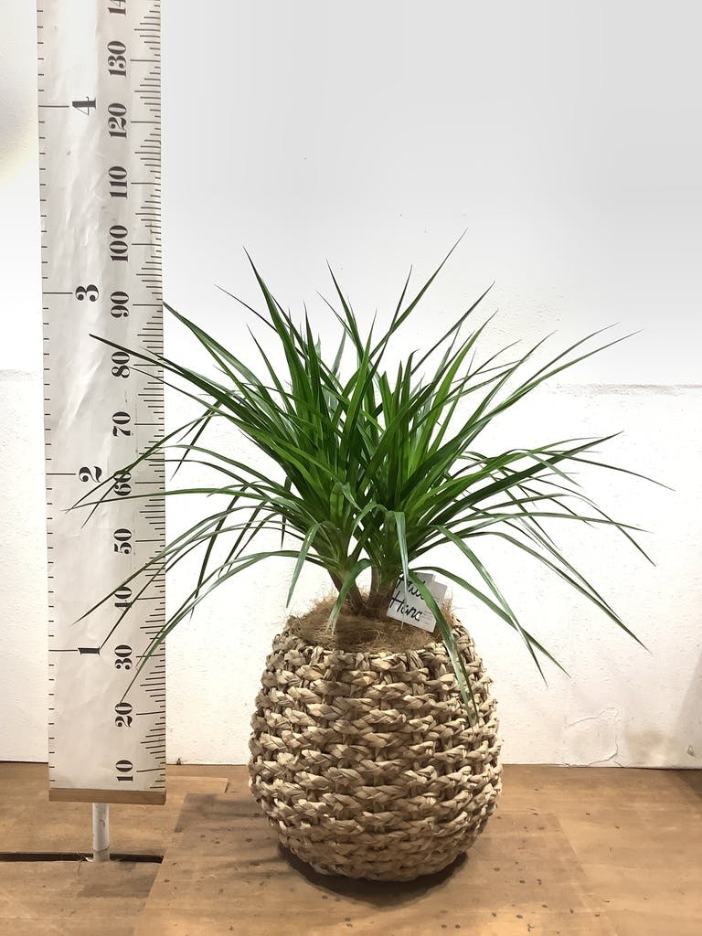 観葉植物 ドラセナ カンボジアーナ 8号 ラッシュバスケット