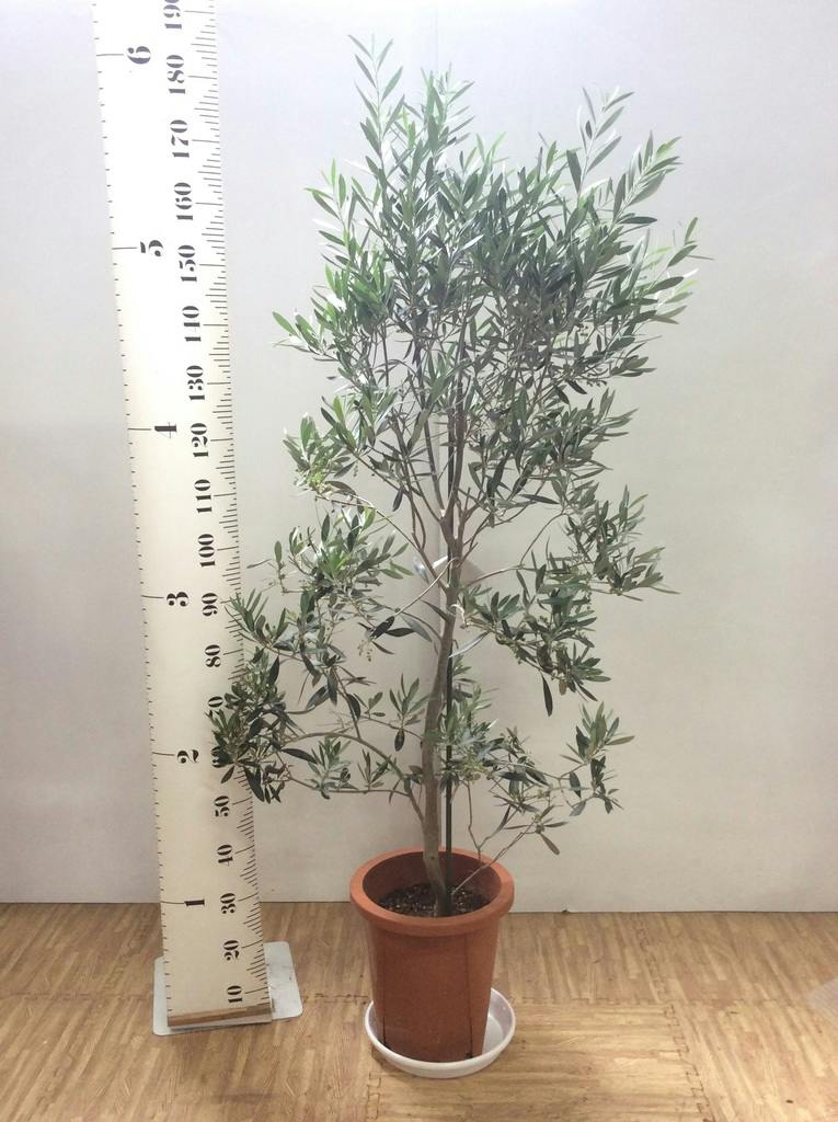 観葉植物 オリーブ 10号 チプレッシーノ アートストーン ラウンド