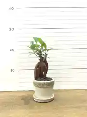 ミニガジュマルを選ぶ 観葉植物通販hitohana ひとはな