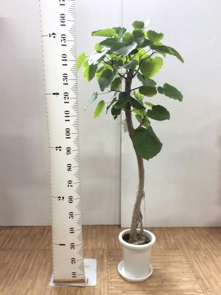 現品が届くS字曲がりフィカス・ウンベラータ8号鉢 観葉植物 現品が届く