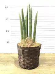 観葉植物 サンスベリア スタッキー4号 ハレー ブロンズ 付き 観葉植物ならhitohana ひとはな