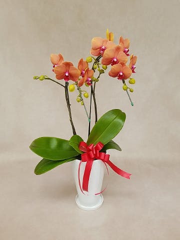 ミディ胡蝶蘭 オレンジ サーフソング 2本立ち サンクスポット | 胡蝶蘭