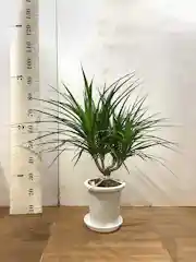 観葉植物 ドラセナ カンボジアーナ 8号 プラスチック鉢 観葉植物ならhitohana ひとはな