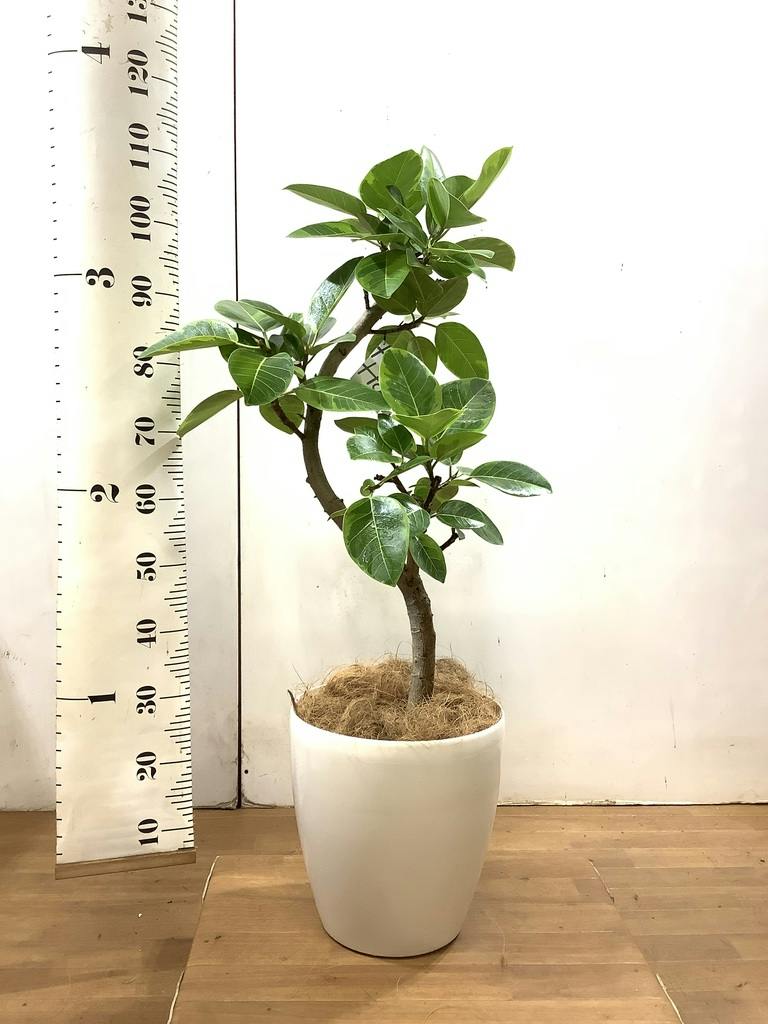 観葉植物 フィカス アルテシーマ【105cm】8号 プラスチック鉢 #70011