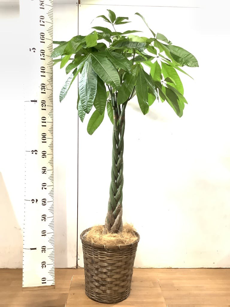観葉植物 パキラ 10号 ねじり 竹バスケット 付き | 観葉植物なら