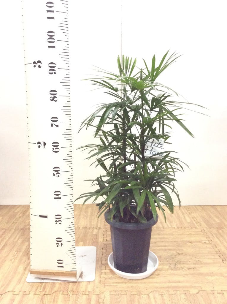 観葉植物 シュロチク（棕櫚竹） 8号 プラスチック鉢 | 観葉植物