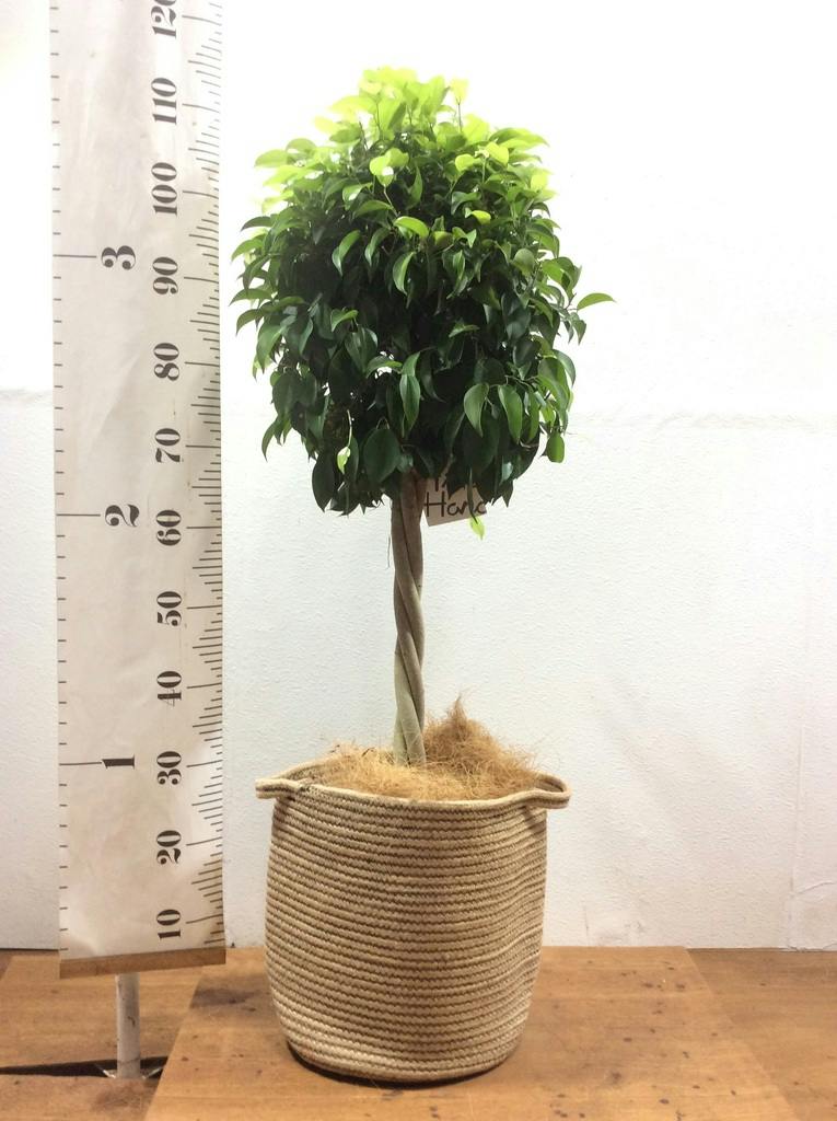観葉植物 フィカス ベンジャミン 8号 玉造りエコストーントールタイプ