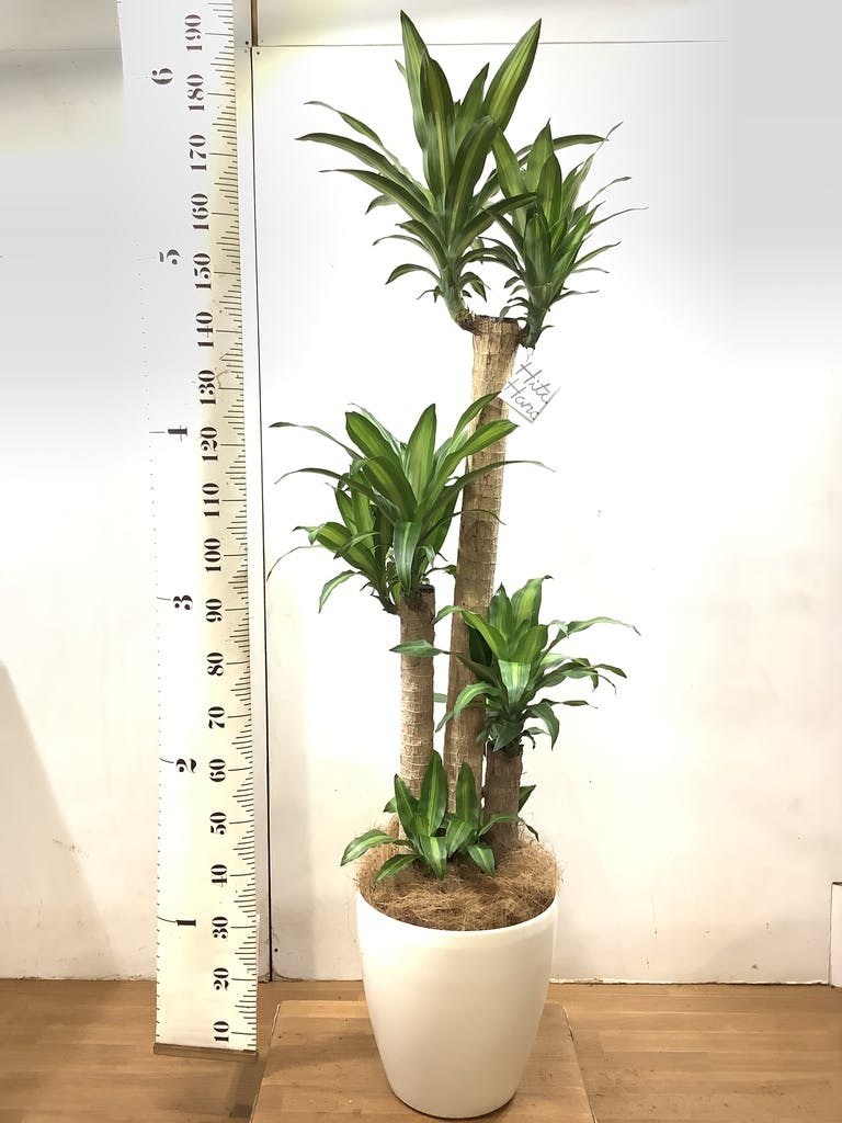 観葉植物 ドラセナ 幸福の木 10号 ノーマル ウッドプランター