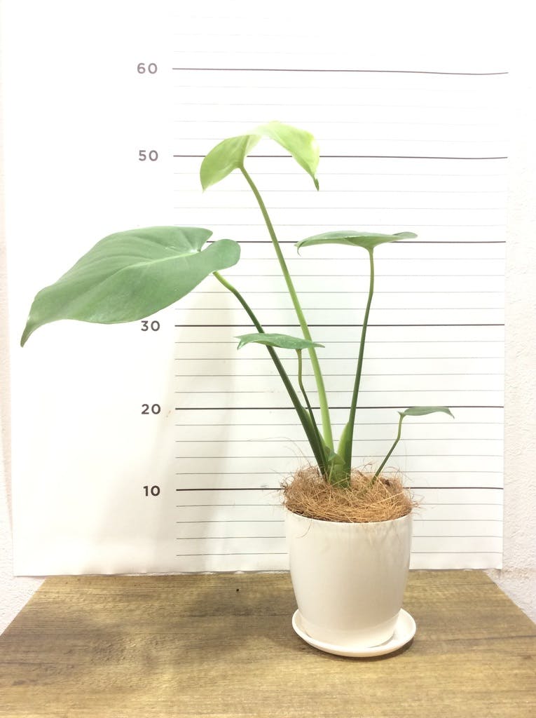 観葉植物 モンステラ 4号 ボサ造り ラスターポット 付き | 観葉植物