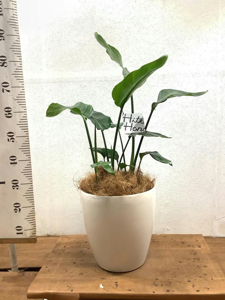 観葉植物 オーガスタ 8号 プラスチック鉢 | 観葉植物ならHitoHana(ひと