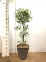 フィカス ベンジャミン スターライト 観葉植物通販hitohana ひとはな