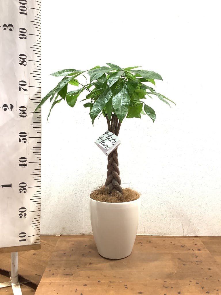 ぱきら（感謝） 観葉植物 パキラ 6号 ねじり ラスターポット 付き | 観葉植物