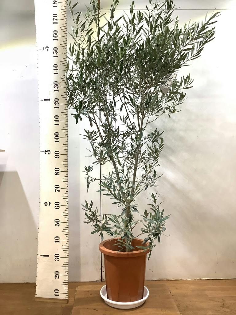 観葉植物 オリーブ 10号 チプレッシーノ ウッドプランター 付き | 観葉