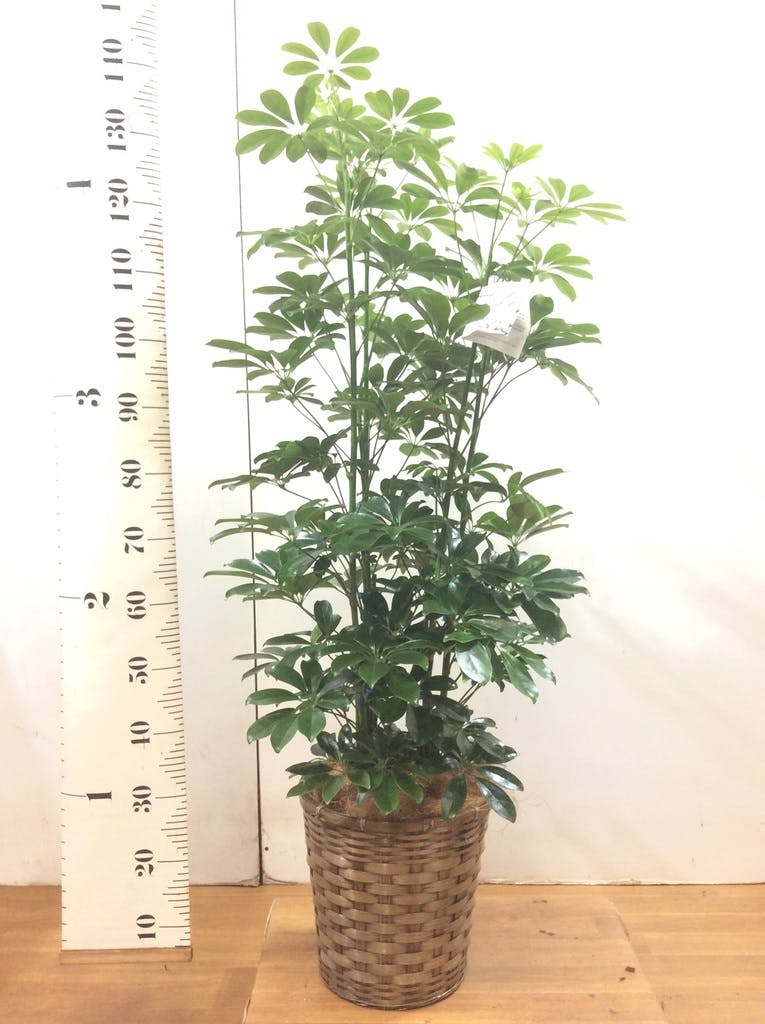 観葉植物 カポック（シェフレラ） 8号 ノーマル 竹バスケット 付き | 観葉植物ならHitoHana(ひとはな)