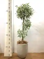 移転祝いに贈る観葉植物の通販 Hitohana ひとはな