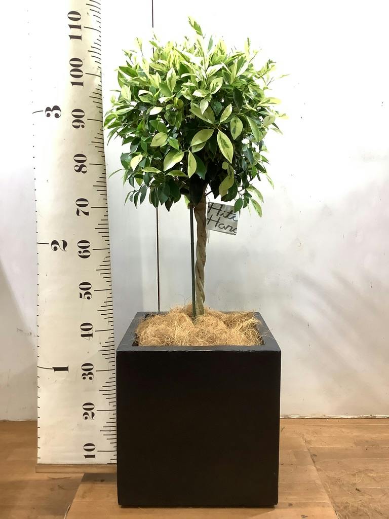 フィカス ベンジャミン ゴールデンスポット | 観葉植物 | 送料無料でお
